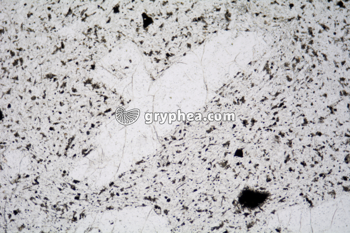 Trachyte LPNA x25 - gryphea.org